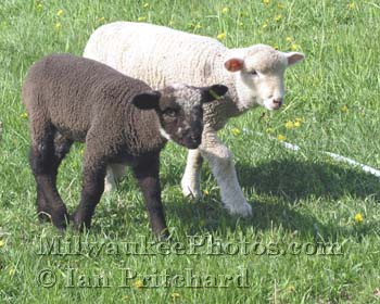 Photograph of Black and White Lambs from www.MilwaukeePhotos.com (C) Ian Pritchard